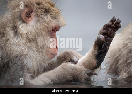 Lifelike Japanese Monkey Stuffed Animal | Hansa | Stuffed Safari