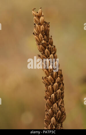 Wild Dense-flowered orchid (Neotinea maculata) fructification. Brown seeds capsules against a natural brown out of focus background. Arrabida, Setubal Stock Photo
