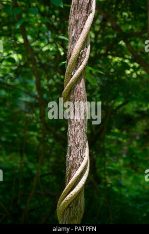 Snake like vines growing and wrapping around a a tree trunk in a lush forest - Great falls National Park - Virginia Stock Photo