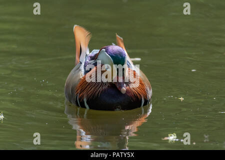 Mandarin duck (Aix galericulata) Stock Photo