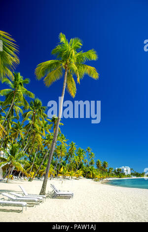empty beautiful Caribbean beach with white sand and high palm trees. Dominican Republic Stock Photo