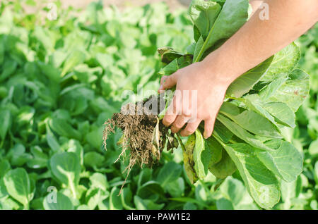 the farmer is holding cabbage seedlings ready for planting in the field. farming, agriculture, vegetables, agroindustry. Stock Photo