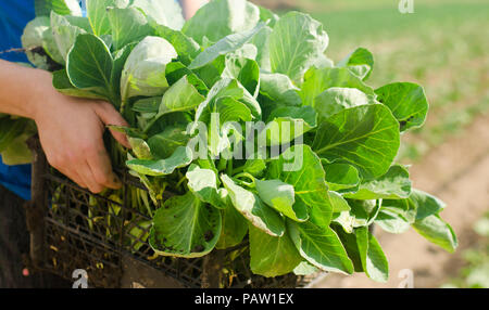 the farmer is holding cabbage seedlings ready for planting in the field. farming, agriculture, vegetables, agroindustry. Stock Photo