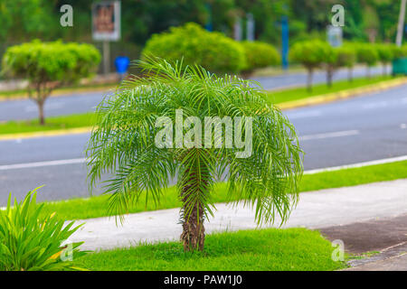 Small green palm tree near the road Stock Photo