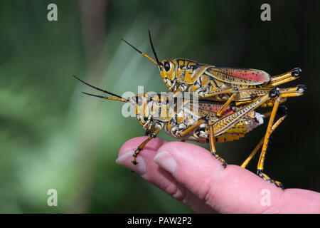 Eastern Lubber grasshopper pair mating, Florida, USA Stock Photo