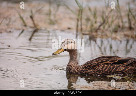 Female Mottled Duck Anas fulvigula fulvigula swims in a pond in Naples, Florida Stock Photo