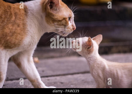 close up white kitten is looking at mother cat for love Stock Photo