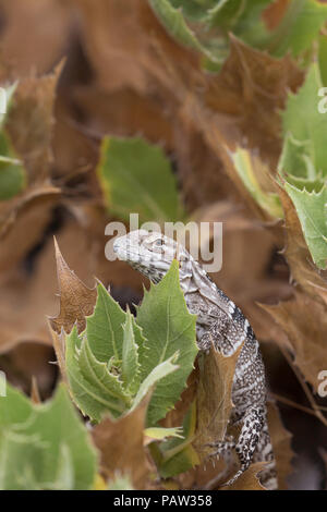 Juvenile San Esteban spiny-tailed iguana, Ctenosaura conspicuosa, Isla San Esteban, Baja California, Mexico. Stock Photo