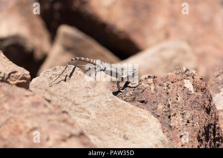 Juvenile San Esteban spiny-tailed iguana, Ctenosaura conspicuosa, Isla San Esteban, Baja California, Mexico. Stock Photo