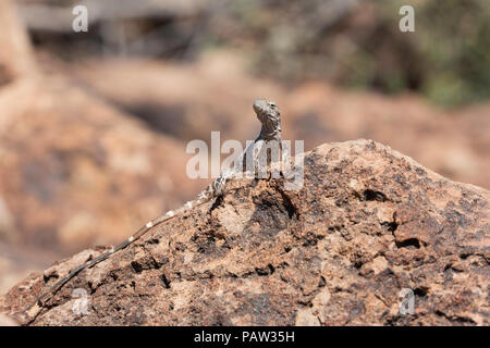 Juvenile San Esteban spiny-tailed iguana, Ctenosaura conspicuosa, Isla San Esteban, Baja California, Mexico. Stock Photo