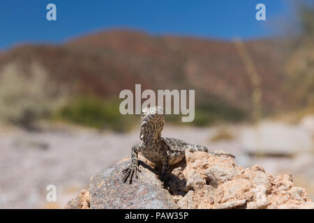 Juvenile San Esteban spiny-tailed iguana, Ctenosaura conspicuosa, Isla San Esteban, Baja California, Mexico. Stock Photo