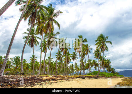 Tropical beach with high palm trees, sand and seaweed on background of grey sky with clouds. Caribbean storm Stock Photo