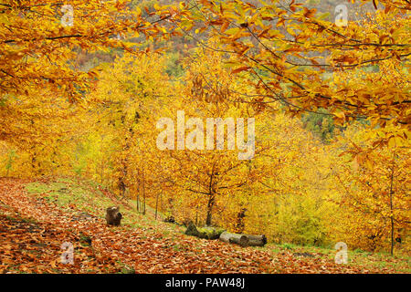 autumn close to rome Stock Photo