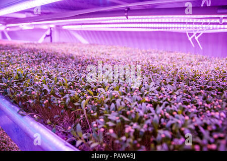 Coriander (cilantro) micro greens growing using hydroponics in an old WW2 bomb shelter at Growing Underground in London. Stock Photo