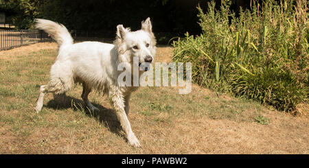 London,UK. 25 July, 2018. As the long hot summer continues a large white dog ( berger blanc suisse/ white sheperd) enjoys the sun  in Peckham Rye Park, South London. David Rowe/Alamy Live News