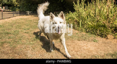 London,UK. 25 July, 2018. As the long hot summer continues a large white dog ( berger blanc suisse/ white sheperd) barks at the camera whilst enjoying the sun  in Peckham Rye Park, South London. David Rowe/Alamy Live News