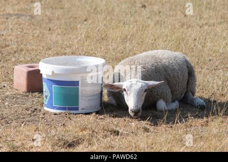 Ripe, East Sussex, UK. 25th July 2018. Sheep enduring the heat in Ripe, East Sussex. Farmers are having to supply additional feed for livestock as traditional pastures struggle to grow. © Peter Cripps/Alamy Live News Stock Photo