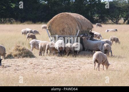 Ripe, East Sussex, UK. 25th July 2018. Sheep enduring the heat in Ripe, East Sussex. Farmers are having to supply additional feed for livestock as traditional pastures struggle to grow. © Peter Cripps/Alamy Live News Stock Photo