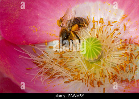 Bee gathering pollen in a pink and white poppy flower