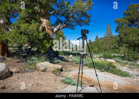 Travel photography setup in a Bristlecone pine tree forest - Highway 108 Roadside, California Stock Photo