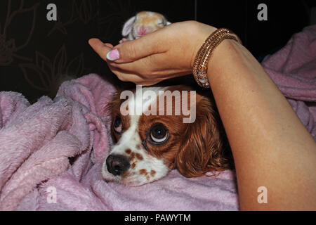 Dog and baby bunny new born rabbit kit. Cavalier king charles spaniel puppy and lop animals together. Cute. Stock Photo