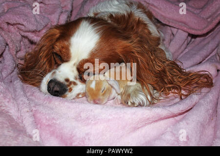 Dog and baby bunny new born rabbit kit. Cavalier king charles spaniel puppy and lop animals together. Cute. Stock Photo