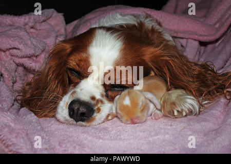 Dog and baby bunny new born rabbit kit. Cavalier king charles spaniel puppy and lop animals together. Cute. Stock Photo