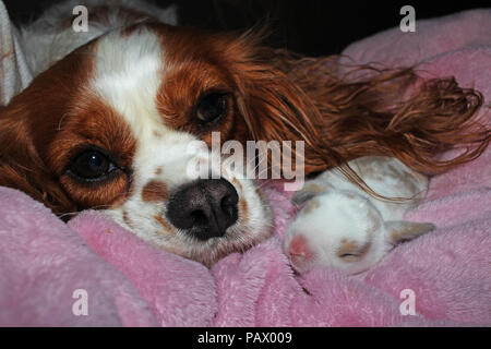 Dog and baby bunny new born rabbit kit. Cavalier king charles spaniel puppy and lop animals together. Cute. Stock Photo
