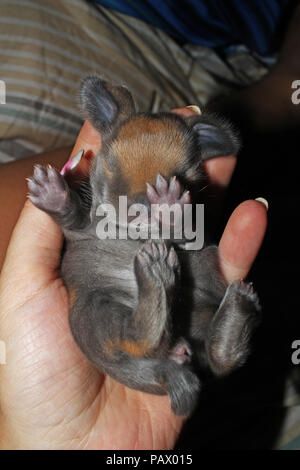 1 day old rabbit kits. New born baby lop bunnies. Bunny babies. Kit ...