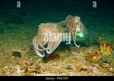 Two Pharaoh cuttlefishes (Sepia pharaonis) mating, Gato Island, Malapascua island, Cebu, Philippinen Stock Photo
