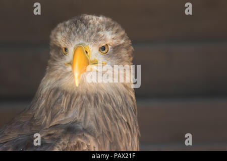 Grey Sea Eagle - Haliaeetus albicilla, Eifel, Germany                           Head of Grey Sea Eagle, front view Stock Photo