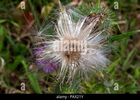 Spear Thistle, Cirsium Vulgare, German countryside                      Withered Thistle Flower, Fluffy Cottony Seed Heads Stock Photo