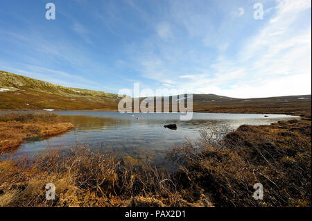 barren landscape in sweden Stock Photo