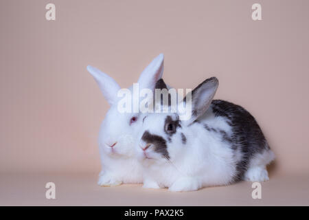 Cute bunny rabbits on a solid pink background Stock Photo