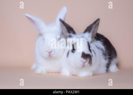 Cute bunny rabbits on a solid pink background Stock Photo