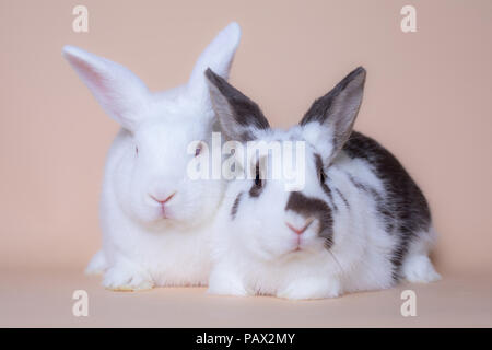 Cute bunny rabbits on a solid pink background Stock Photo