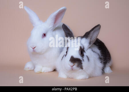 Cute bunny rabbits on a solid pink background Stock Photo