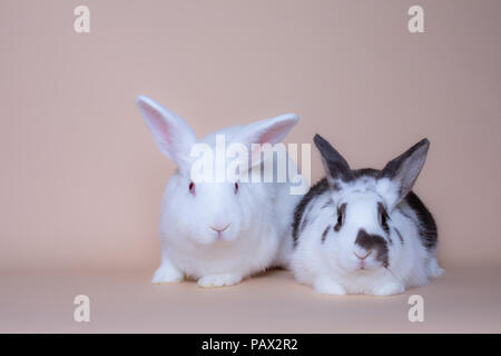 Cute bunny rabbits on a solid pink background Stock Photo