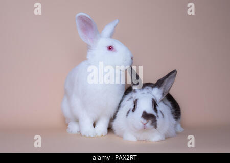 Cute bunny rabbits on a solid pink background Stock Photo