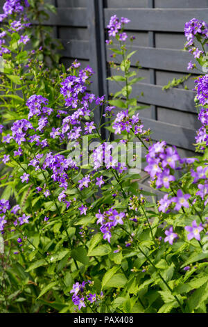 Herbaceous border containing Campanula lactiflora 'Prichard's Variety' Stock Photo
