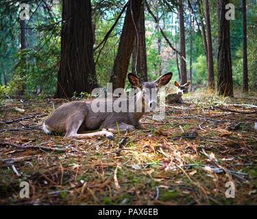 A mother deer rests with her fawn on the forest floor near Mirror Lake - Wildlife near Yosemite National Park Stock Photo
