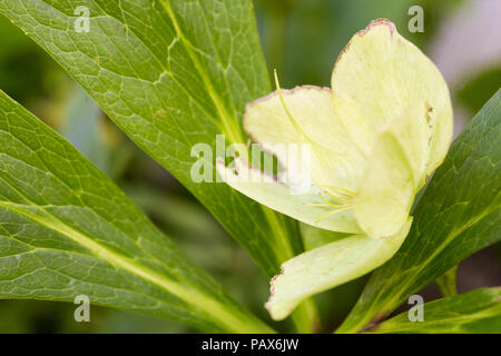 Helleborus x hybridus 'White Lady' Lady Series Stock Photo