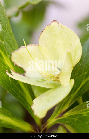 Helleborus x hybridus 'White Lady' Lady Series Stock Photo