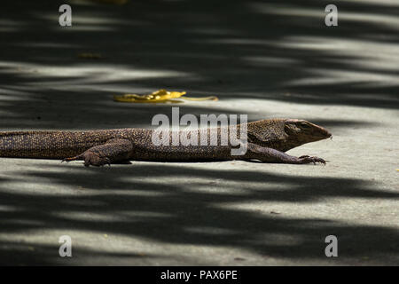 Big monitor lizard sunbathing on green grass near the lake in Lumphini ...