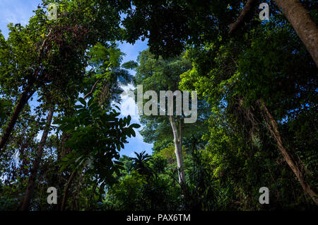 Tropical forest Canopy View From below at Mount Faber Park, a hiking destination in Singapore Stock Photo