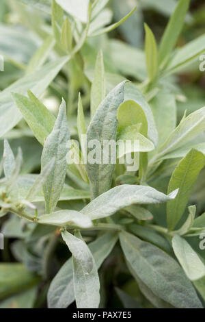 Olea europaea foliage Stock Photo