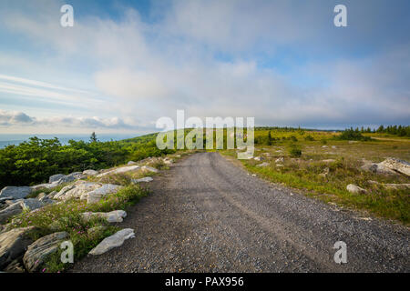Dirt road in Dolly Sods Wilderness, Monongahela National Forest, West Virginia. Stock Photo