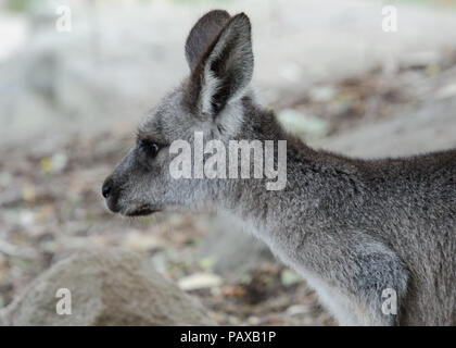 Close up of young Eastern Grey Kangaroo portrait. Side view of head and should of young Australian kangaroo. Stock Photo