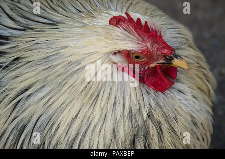 Portrait of white rooster from above with red cockerel. Stock Photo