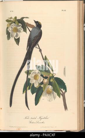 The Birds of America from Drawings Made in the United States. Designer: After John James Audubon (American (born Haiti), Les Cayes (Saint-Domingue) 1785-1851 New York). Dimensions: book: 10 7/16 x 6 11/16 in. (26.5 x 17 cm)  page: 10 x 6 3/8 in. (25.4 x 16.2 cm). Lithographer: John T. Bowen (American, ca. 1801-?1856). Publisher: J. B. Chevalier (Phildelphia, Pennsylvania); John James Audubon (American (born Haiti), Les Cayes (Saint-Domingue) 1785-1851 New York). Date: 1840-44. Museum: Metropolitan Museum of Art, New York, USA. Stock Photo